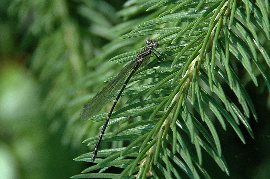 039 2011-06306249Pointe Rok, MA.JPG - Damselfly. Bluet. Pointe Rok Estates, MA, 6-30-2011